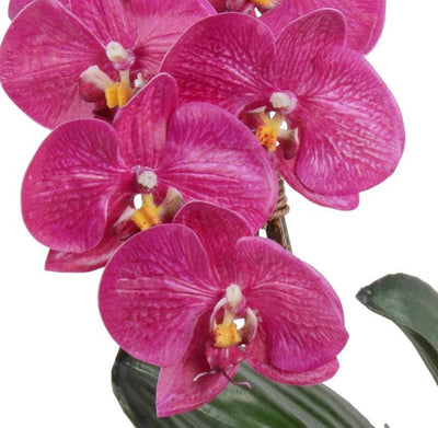 Phalaenopsis Orchid x2 in Rustic Terracotta - Fuchsia - New Growth Designs