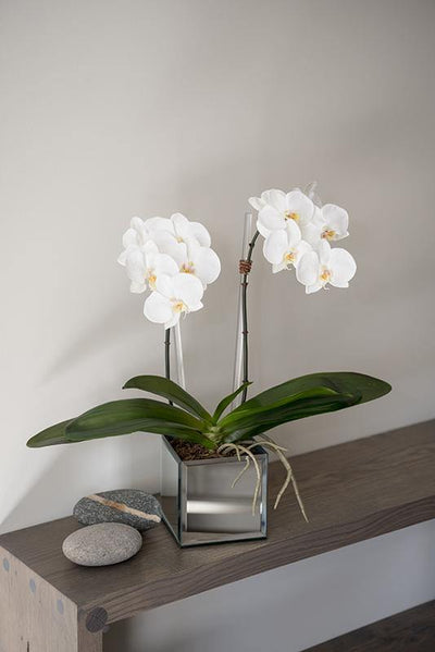 Phalaenopsis Orchid x2 in Mirror Vase - White - New Growth Designs