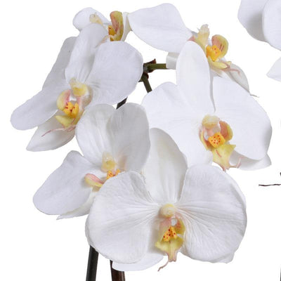 Phalaenopsis Orchid x2 in Ceramic Pot - White - New Growth Designs