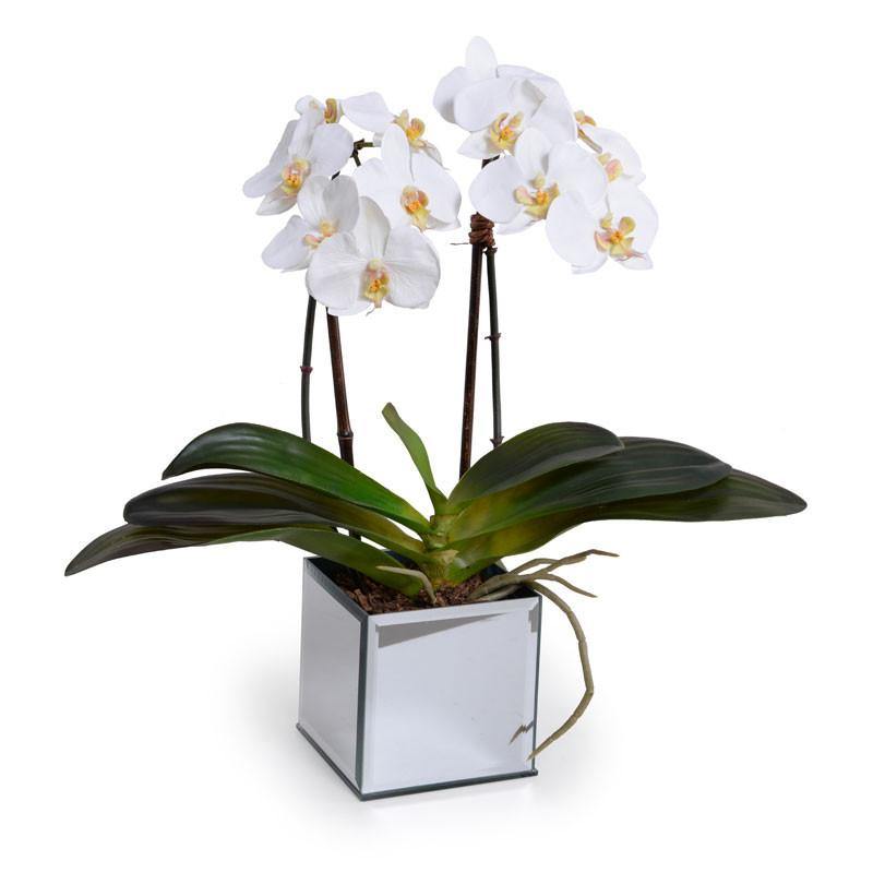 Phalaenopsis Orchid x2 in Mirror Vase - White - New Growth Designs