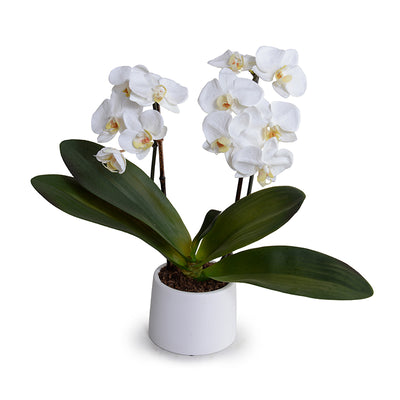 Phalaenopsis Orchid x2 in ceramic, 19"H - White