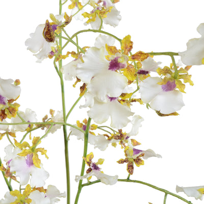 Hybrid Oncidium Orchid - White-Yellow