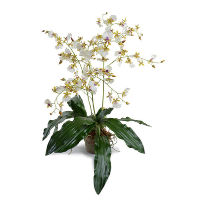 Hybrid Oncidium Orchid - New Growth Designs