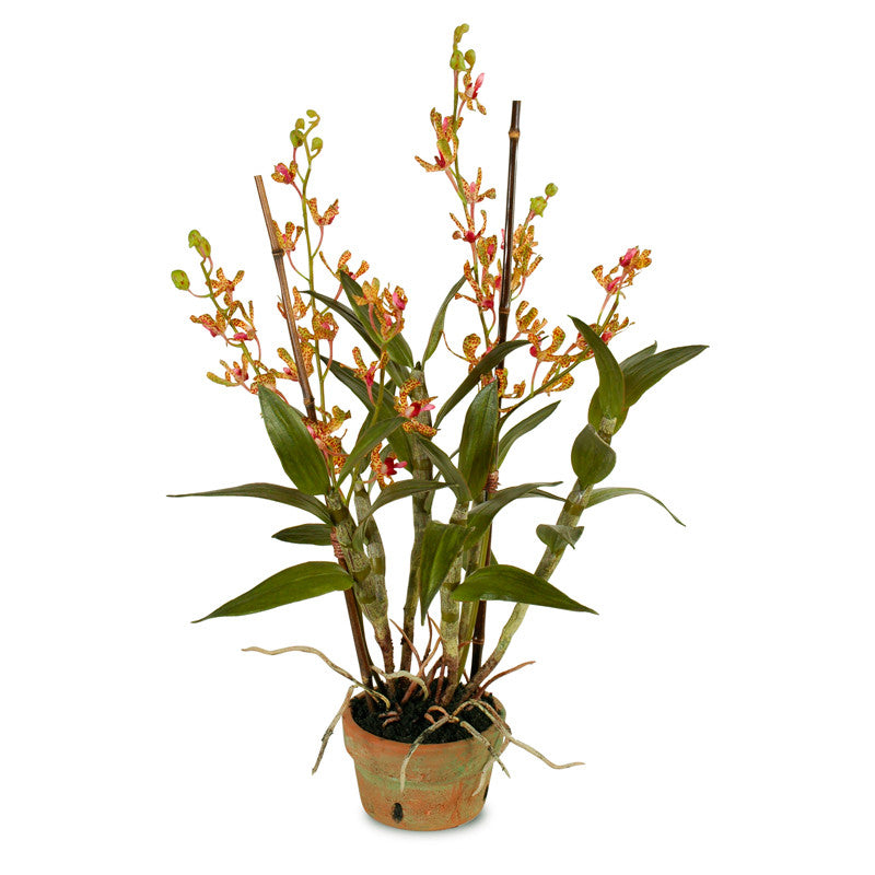 Dendrobium Orchid - New Growth Designs