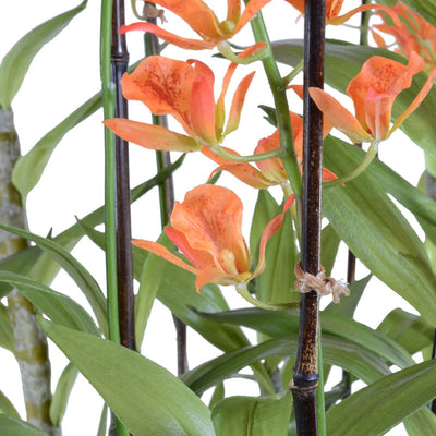 Spider Orchid in Terracotta - Orange