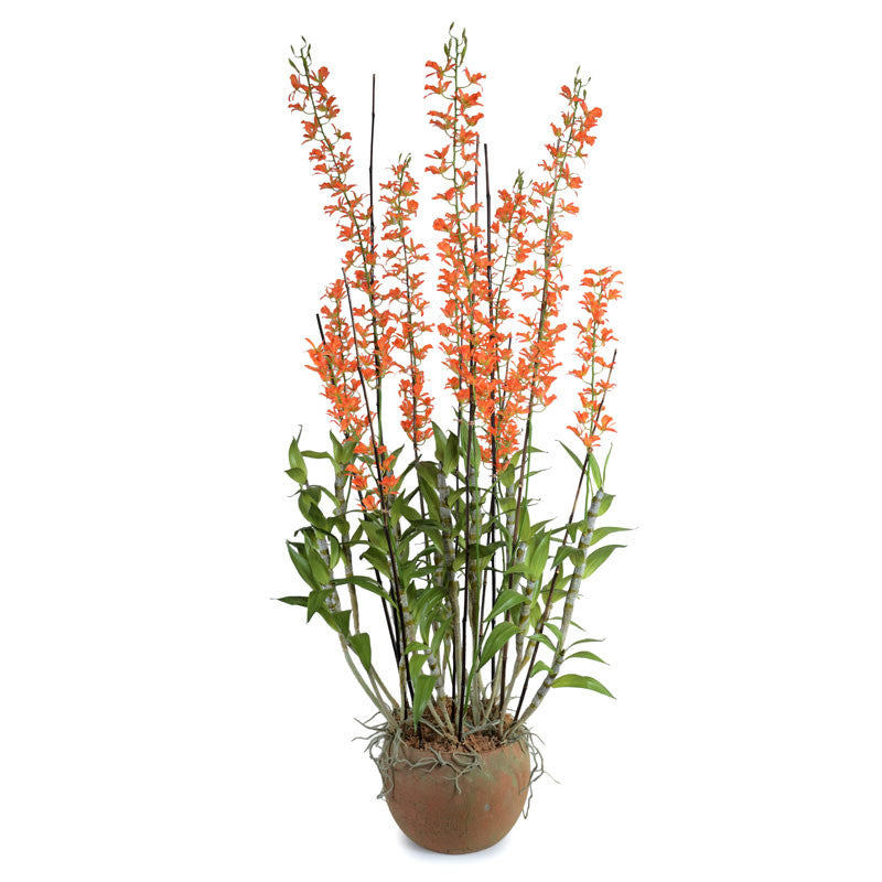 Spider Orchid in Terracotta - Orange