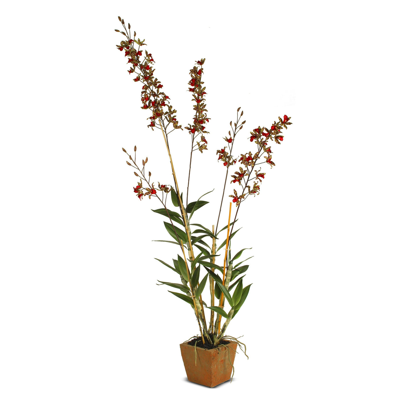 Dendrobium Orchid in Terracotta - Red-geen - New Growth Designs