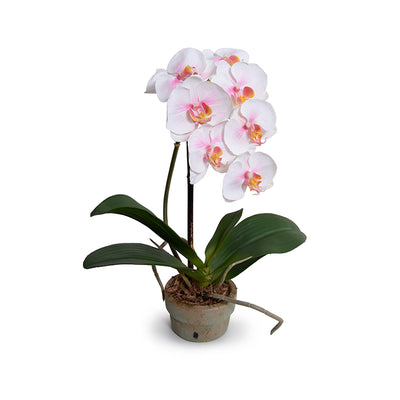 Phalaenopsis Orchid x1 in Terracotta - Pink-white