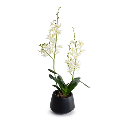Spider Orchid in Black Ceramic Vase, 24"H - Cream-white