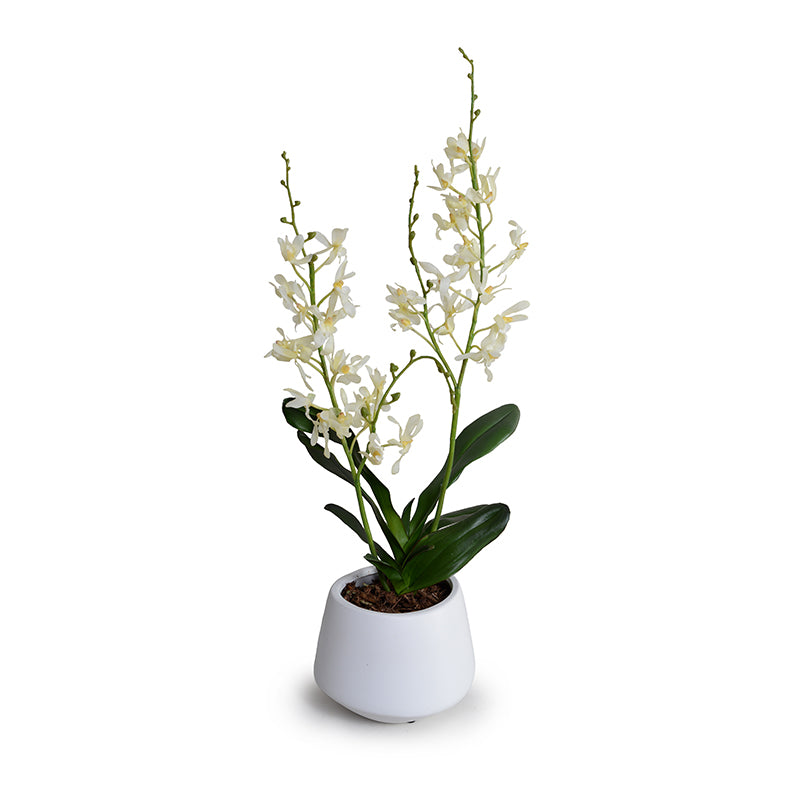 Spider Orchid in White Ceramic Vase, 24"H - Cream-white