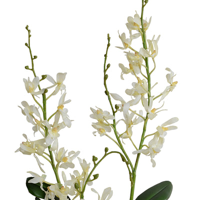 Spider Orchid in Black Ceramic Vase, 24"H - Cream-white