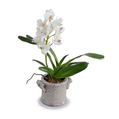 Vanda Orchid in Glazed Clay Pot - White
