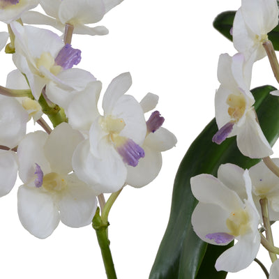 Vanda Orchid in Terracotta - White