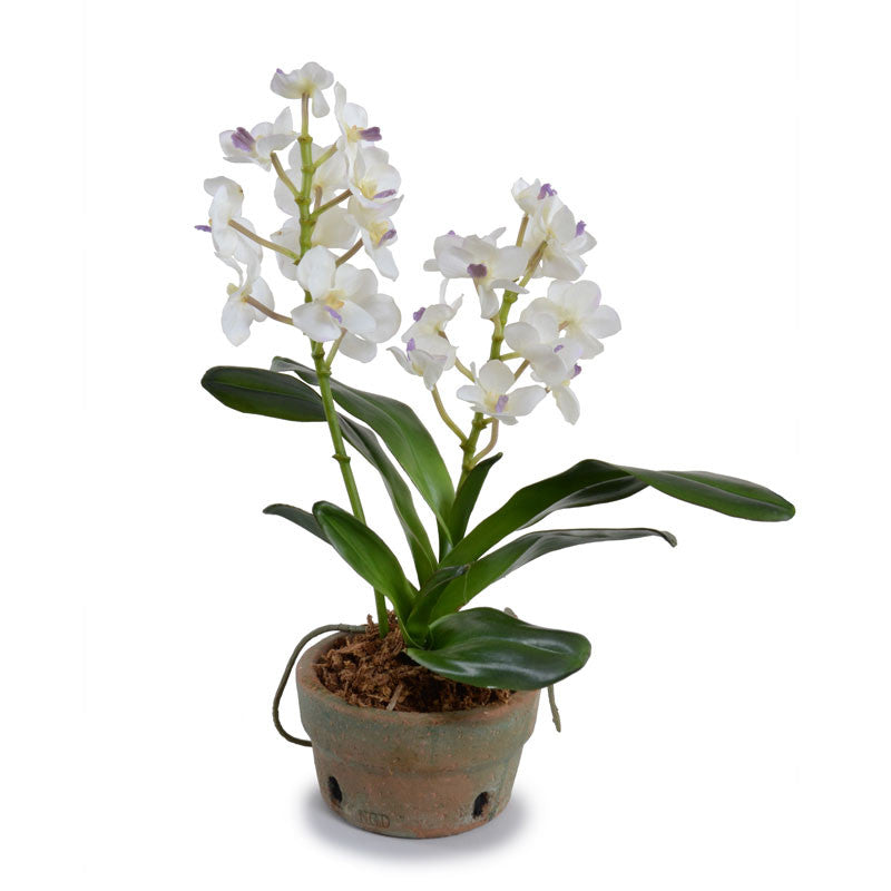Vanda Orchid in Terracotta - White 16"H