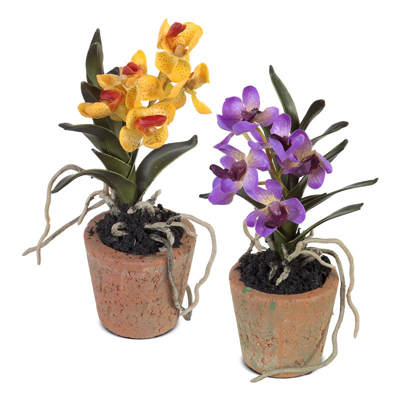 Orchid Minis - Assorted