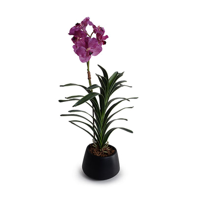 Vanda Orchid in Black Ceramic Vase, 27"H - Fuchsia