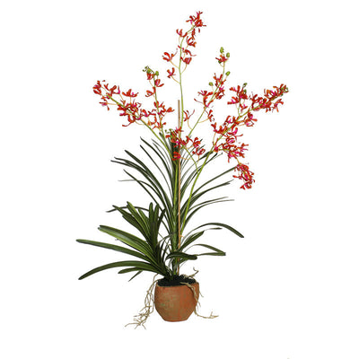 Vanda Orchid in Terracotta - Orange-fuchsia