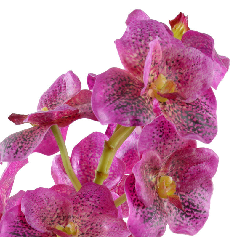 Vanda Orchid in Terracotta - Fuchsia