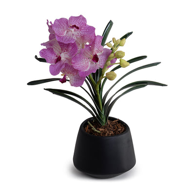 Vanda Orchid in Black Ceramic 16"H