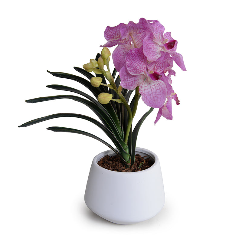 Vanda Orchid in White Ceramic Vase, 16"H - Pink