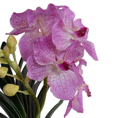 Vanda Orchid in Black Ceramic Vase, 16"H - Pink