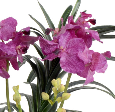 Vanda Orchid in Terracotta - Purple