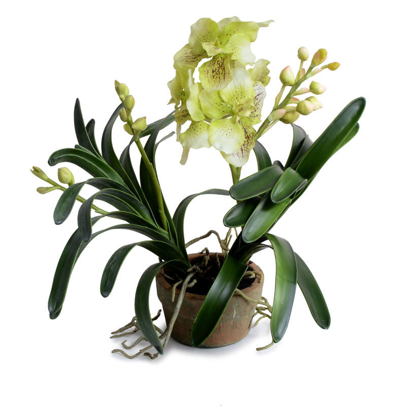 Vanda Orchid in Terracotta - Green