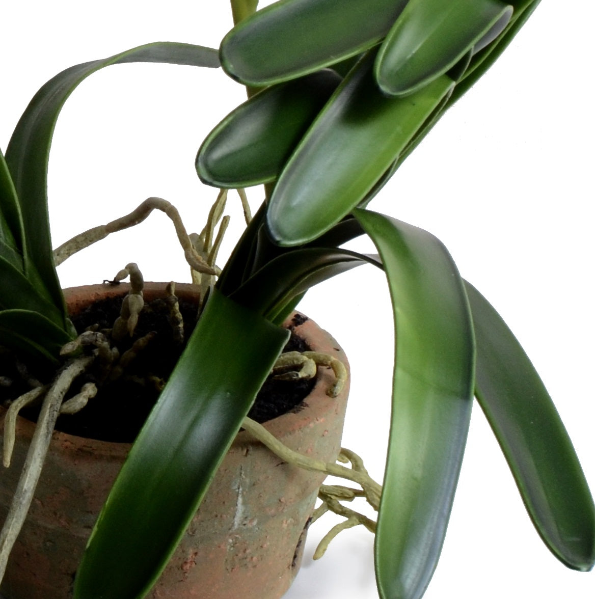 Vanda Orchid in Terracotta - Green