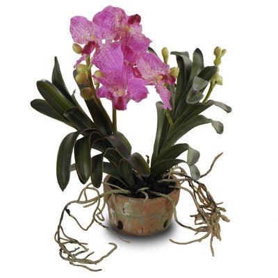 Vanda Orchid in Terracotta - Pink