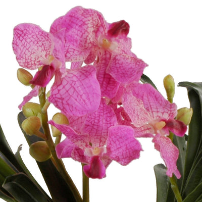 Vanda Orchid in Terracotta - Pink