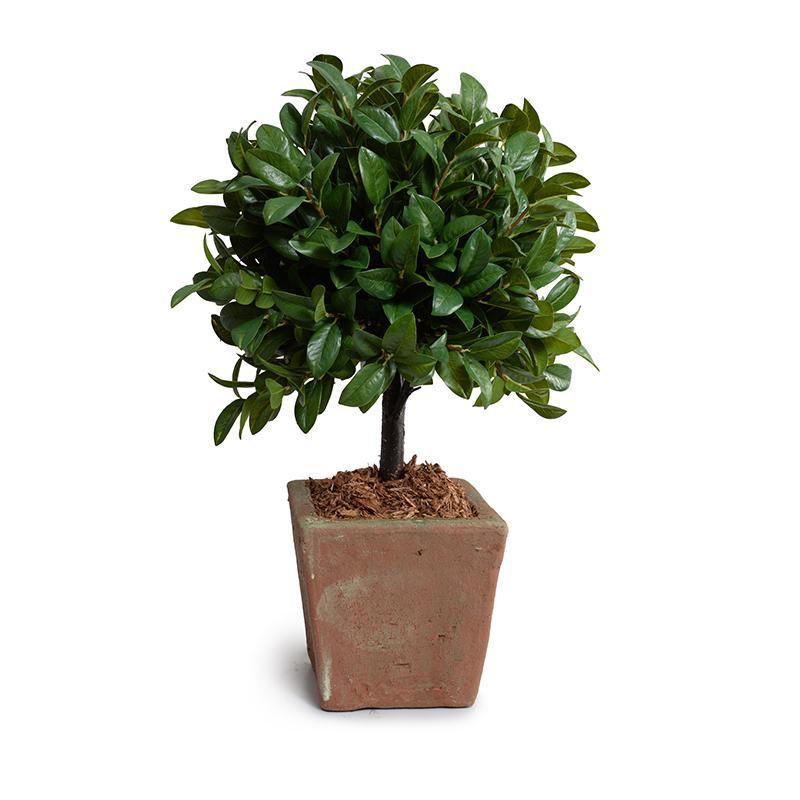 Wholesale Artificial Laurel Leaf Topiary in Rustic Terracotta for Indoor Decor - New Growth Designs