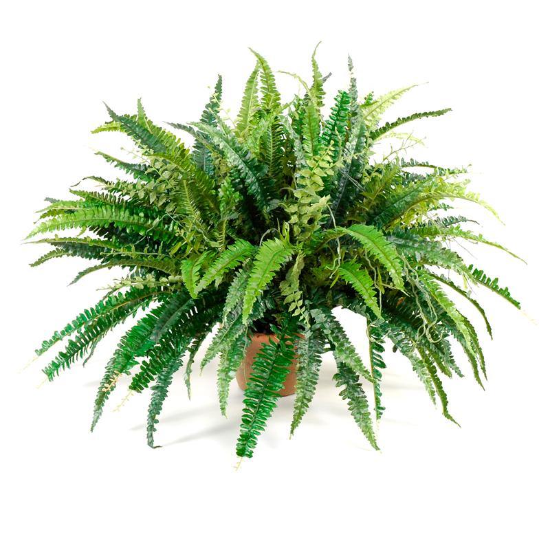 Forest Fern in 6" Rustic Terracotta Pot - New Growth Designs