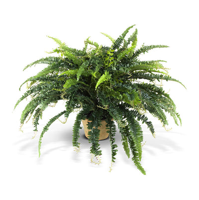 Realistic Artificial Forest Fern in Pot Indoor 20 Inches Tall - New Growth Designs