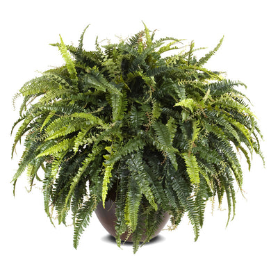 Lifelike Forest Fern Wholesale Artificial Indoor Plant 30 Inches Tall - New Growth Designs