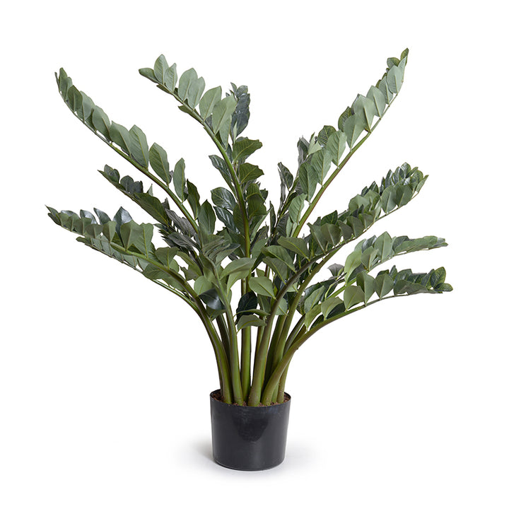 buy large zz plant Zamiifolia ("ZZ") Plant 48"H – New Growth Designs