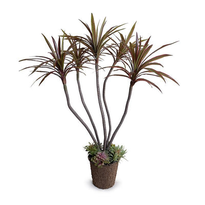 Dracaena Marginata Plant, 54"H - New Growth Designs