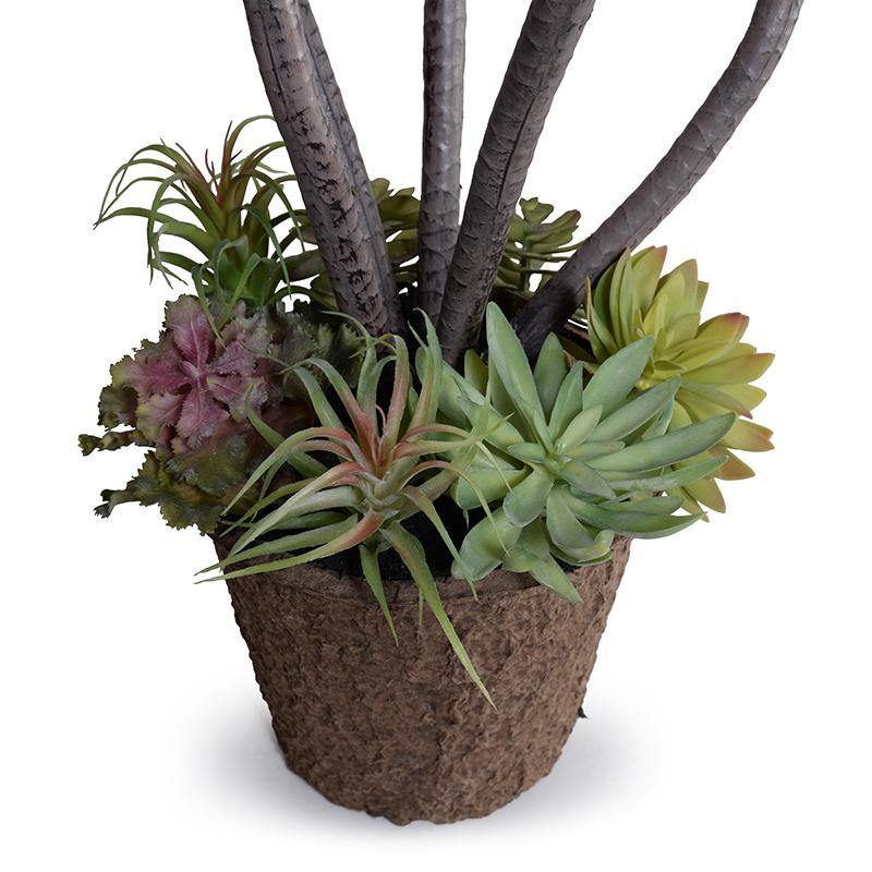 Dracaena Marginata Plant, 54"H - New Growth Designs