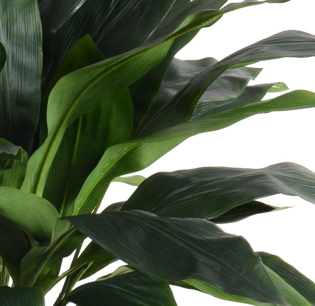 Aspidistra Plant 34