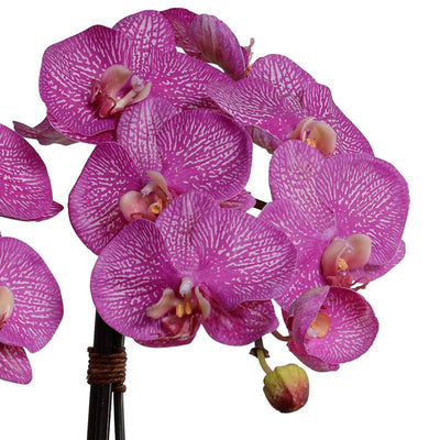Phalaenopsis Orchid x2 Leaf It - Fuchsia - New Growth Designs