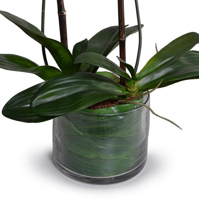 Phalaenopsis Orchid Leaf It - Fuchsia/cream - New Growth Designs