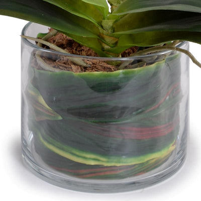 Phalaenopsis Orchid Leaf It - Fuchsia - New Growth Designs