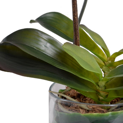 Phalaenopsis Orchid x2 Leaf-It