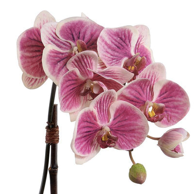Phalaenopsis Orchid Leaf It - Fuchsia/cream - New Growth Designs