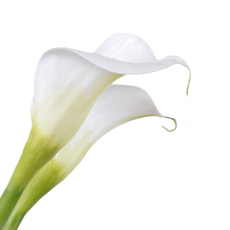 Calla Lily Cutting with Leaf - White