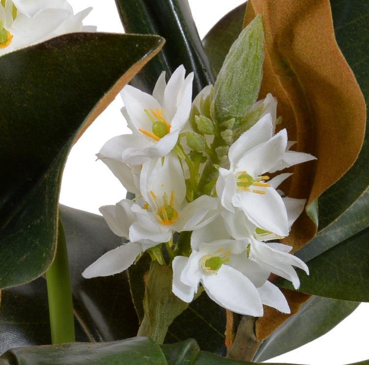 Magnolia, Star of Bethlehem - New Growth Designs