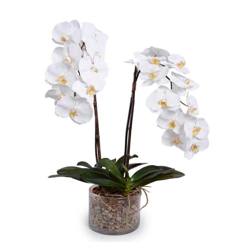 White Phalaenopsis orchid plant