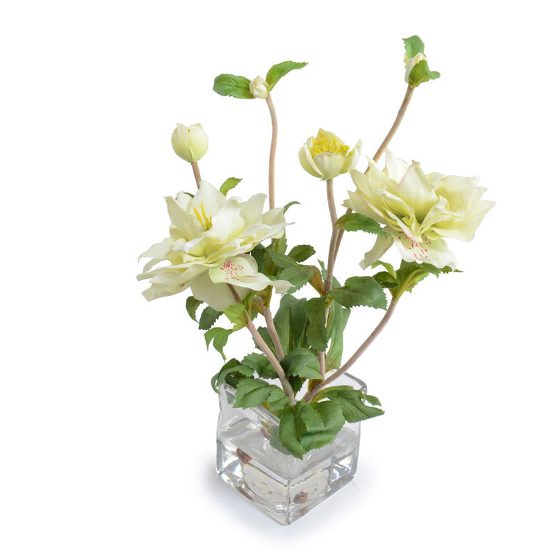Helleborus (Lenten Rose) - New Growth Designs