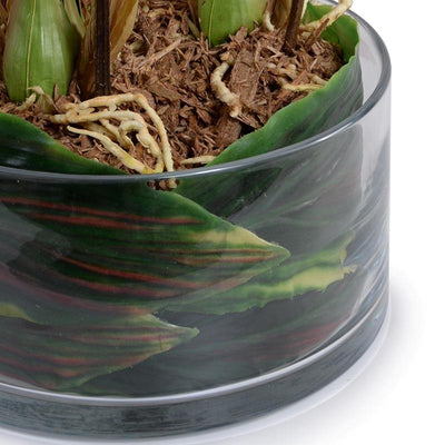 Cymbidium Orchid Leaf It - Green - New Growth Designs