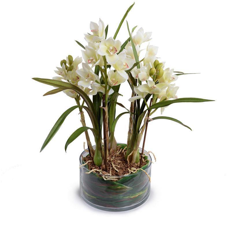 Cymbidium Orchid Leaf It - New Growth Designs