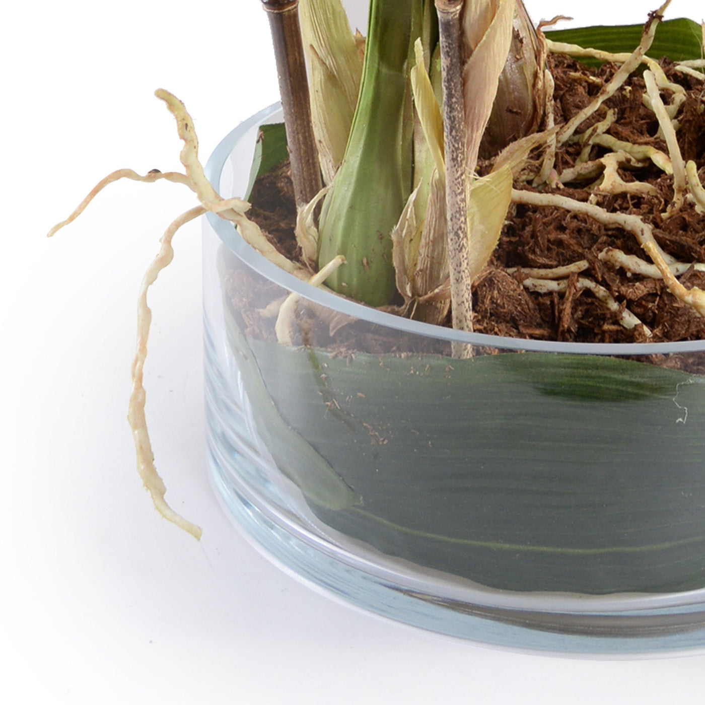 Cymbidium Orchid Leaf It - White - New Growth Designs
